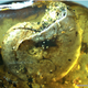 The ammonite.